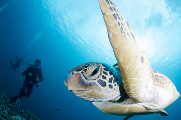 Obraz premium A Green Sea Turtle swims past a group of scuba divers in Gili Trawangan, Lombok, Indonesia.