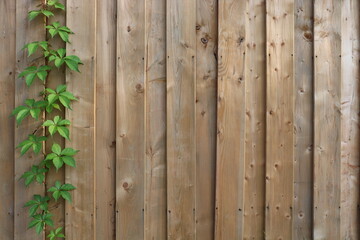 Copy space background with a vine of green Virginia Creeper Ivy climbing up a new wooden fence. 