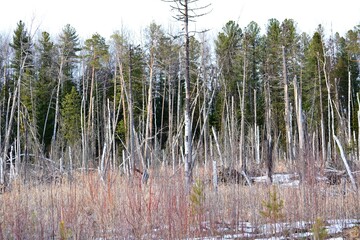 Obraz premium reeds in the water