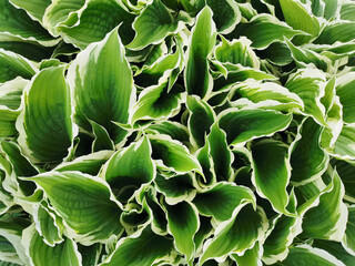 Large green hosta leaves with a white border, top view, in the Botanical garden of St. Petersburg.
