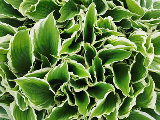 Obraz premium Large green hosta leaves with a white border, top view, in the Botanical garden of St. Petersburg.