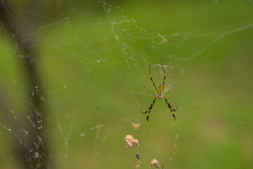 spider on a web