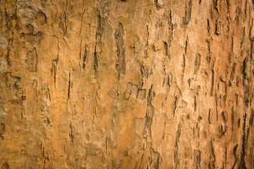 bark trunk texture abstract wood texture for background