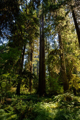 Obraz premium tall pine in the mossy rainforests of olympic national park