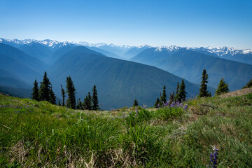 snow capped mountains with grass and wildflowers in olympic national park