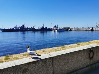 A seagull on the granite Petrovskaya Embankment against the background of warships and the blue sky...