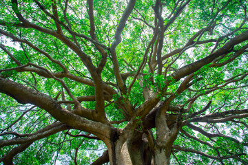 The branch of big tree, looking up view and many branch with green leave.