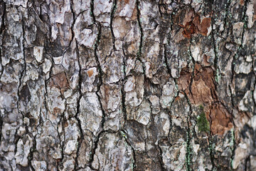 木の表面 背景素材