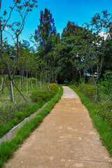 Path Foliage Background