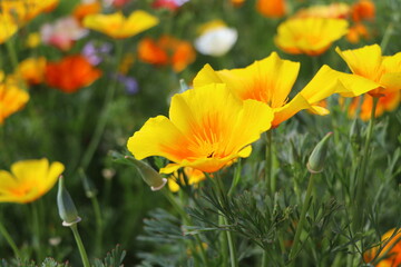 Summer backgroung. Flowers of eschscholzia californica or golden californian poppy, cup of gold, flowering plant in family papaveraceae