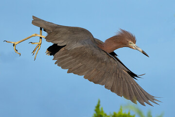 Little Blue Heron in Flight