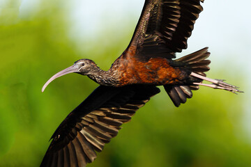 Glossy Ibis in Flight Close-up