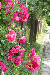 Climbing pink roses wrapped around a mesh metal fence with barbed wire