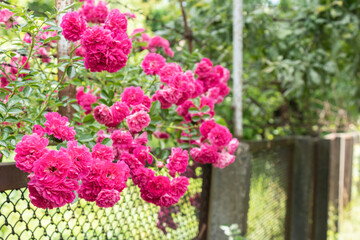 Climbing pink roses wrapped around a mesh metal fence with barbed wire