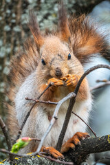 The squirrel with nut sits on a branches in the spring or summer.