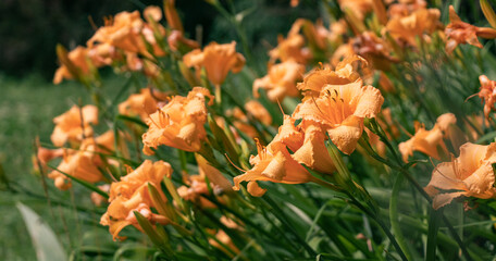 dense thickets of orange lilies on a flower bed in the park