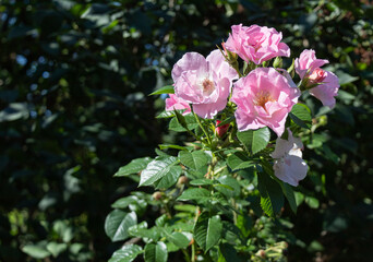 Pink rose flowers on a sunny day grow on a dark green bush