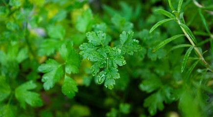 Close up of fresh parsley herb growing in garden with morning dew water drops on stems and leaves for organic cooking and seasoning