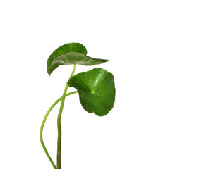 Gotu kola (Centella asiatica) leaves with water droplets isolated on white background.