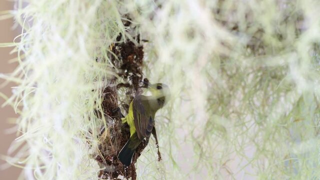 Olive-backed sunbird building nest
