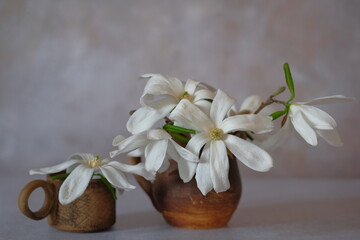 Fototapeta na wymiar White magnolia flowers in brown clay mugs.