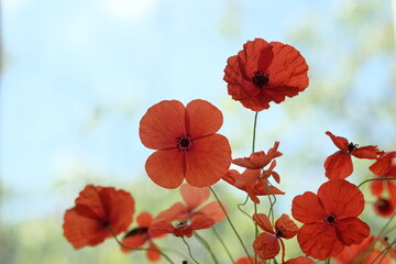 Red poppies in the field, under the blue sky
