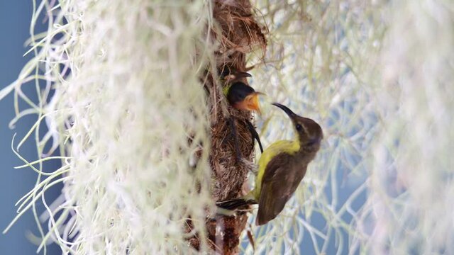 Olive-backed sunbird feeding its babies