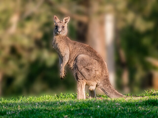 Big Grey Forester Buck Staring