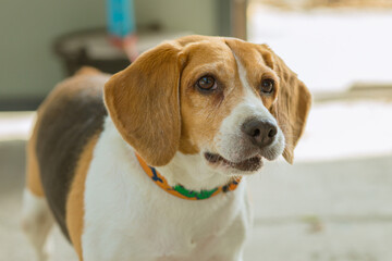 Cute lovely pet people friend, Beagle dog breed.