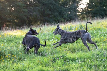 two greyhounds playing together in a field