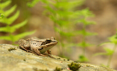 Gros plan sur une grenouille avec taches noires assis sur une roche en été avec verdure en arrière plan