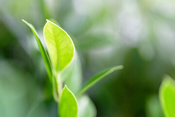 Nature green backgrounds, Selective and soft focus, Green leafs in garden under sunlight, Natural green leaves plants for environment ecology concepts or greenery wallpaper background