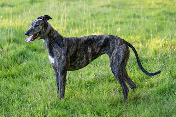 Obraz na płótnie Canvas brindle greyhound standing in a field panting with a cute expression