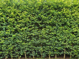 Fototapeta na wymiar Long green hedge or green leaves wall. Green grass wall texture for backdrop design and eco wall and die-cut for artwork.Beautiful Green grass and hedge in garden.Fence trees for protection and beauty