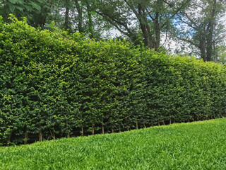 Long green hedge or green leaves wall with textured green grass lawn in foreground. Green grass wall texture for backdrop design and eco wall and die-cut for artwork. Green grass and hedge in garden.