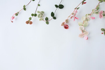 観葉植物の葉　フレーム