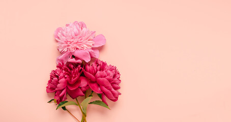 Blooming red burgundy pink peony flowers on a pastel pink background. Top view flat layout copy space