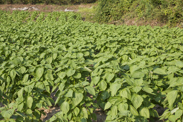 It is perilla planted in the field.