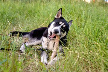 the husky is lying on the grass and gnawing on a stick