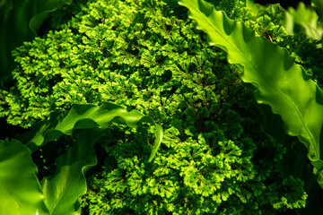 Close-up shots of green leaves
