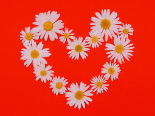 Chamomile heart on red background. Valentine day card concept. Symbol of true love. Floral pattern from Matricaria chamomilla