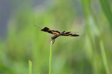 colorful dragonfly sitting on blade of grass in nice blur background