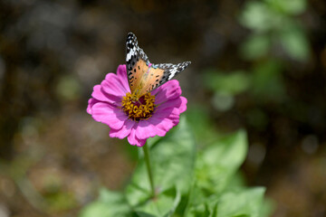 ツマグロヒョウモンチョウと百日草の花