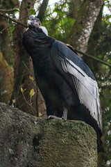 Naklejka premium animals wildlife