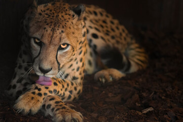 portrait of a cheetah