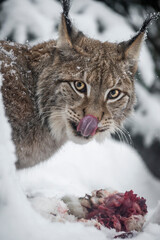 lynx in snow eating meat and making eye contact