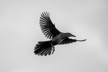 black crow in flight