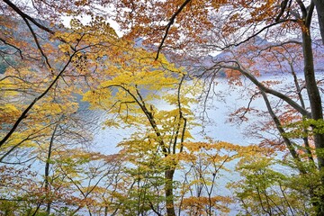 遊歩道から見たカラフルな紅葉と中禅寺湖のコラボ情景＠栃木