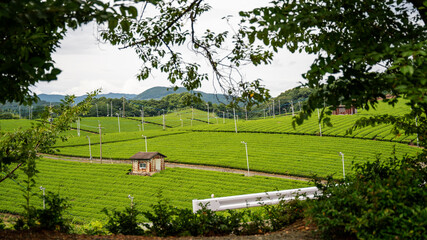 茶畑