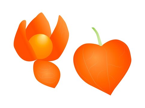 1 192 Best 鬼灯 Images Stock Photos Vectors Adobe Stock